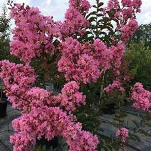 Lagerstroemia indica 'Sioux'