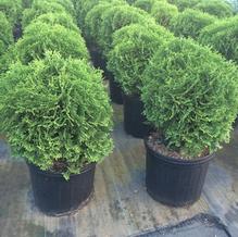 Thuja occidentalis 'Tom Thumb'