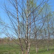 Betula nigra 'Dura-Heat'