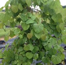 Cercis canadensis 'Covey'