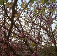 Cercis canadensis