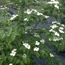 Cornus x Rutban 'Aurora'