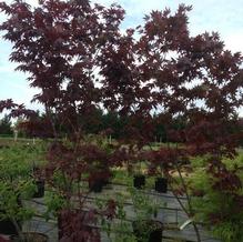 Acer palmatum 'Fireglow'