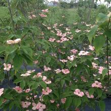 Cornus x Rutgan 'Stellar Pink'