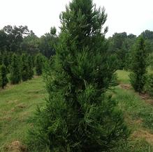 Cryptomeria japonica 'Radicans'