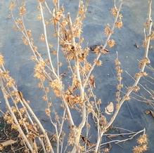 Hamamelis vernalis