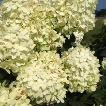 Hydrangea paniculata 'Limelight'