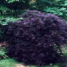 Acer palmatum var. dissectum 'Crimson Queen'