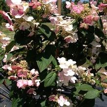 Hydrangea paniculata 'QuickFire'