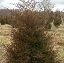 Juniperus virginiana