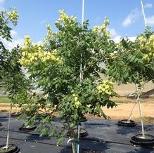 Koelreuteria paniculata