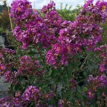 Lagerstroemia indica 'Catawba'