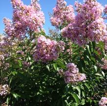 Lagerstroemia indica 'Muskogee'