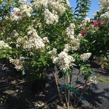 Lagerstroemia indica 'Natchez'