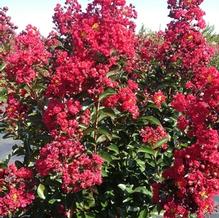 Lagerstroemia indica 'Red Rocket'