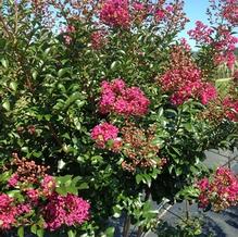 Lagerstroemia indica 'Tonto'