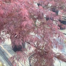 Acer palmatum var. dissectum 'Garnet'