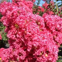 Lagerstroemia indica 'Tuscarora'