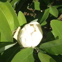 Magnolia virginiana