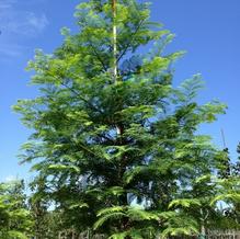 Metasequoia glyptostroboides