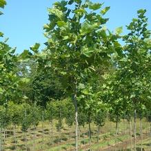 Platanus x acerfolia 'Bloodgood'