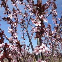 Prunus cerasifera 'Krauter Visuvius'