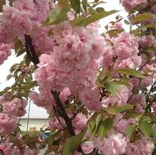 Prunus serrulata 'Kwanzan'