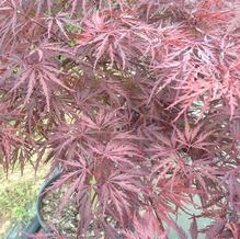 Acer palmatum var. dissectum 'Red Dragon'