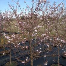 Prunus subhirtella 'Autumnalis Rosea'