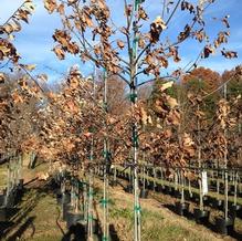 Quercus bicolor