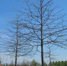 Quercus palustris