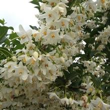 Styrax japonicus 'Snowcone'