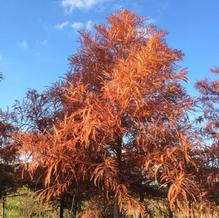 Taxodium distichum