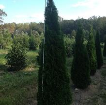 Thuja occidentalis 'Emerald'