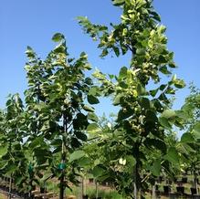 Tilia americana 'Redmond'