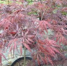 Acer palmatum var. dissectum 'Tamukeyama'