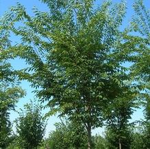 Zelkova serrata 'Green Vase'