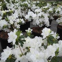 Azalea x 'Delaware Valley White'