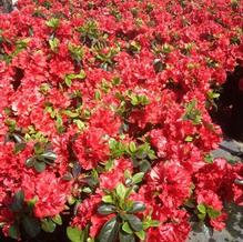 Azalea x 'Girard Hotshot'