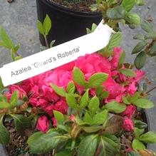 Azalea x 'Girard Roberta'