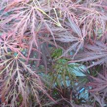 Acer palmatum var. dissectum 'Ao shidare'