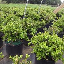 Buxus microphylla 'Wintergreen'