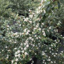 Cotoneaster dammeri 'Coral Beauty'