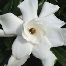 Gardenia jasminoides 'Frostproof'